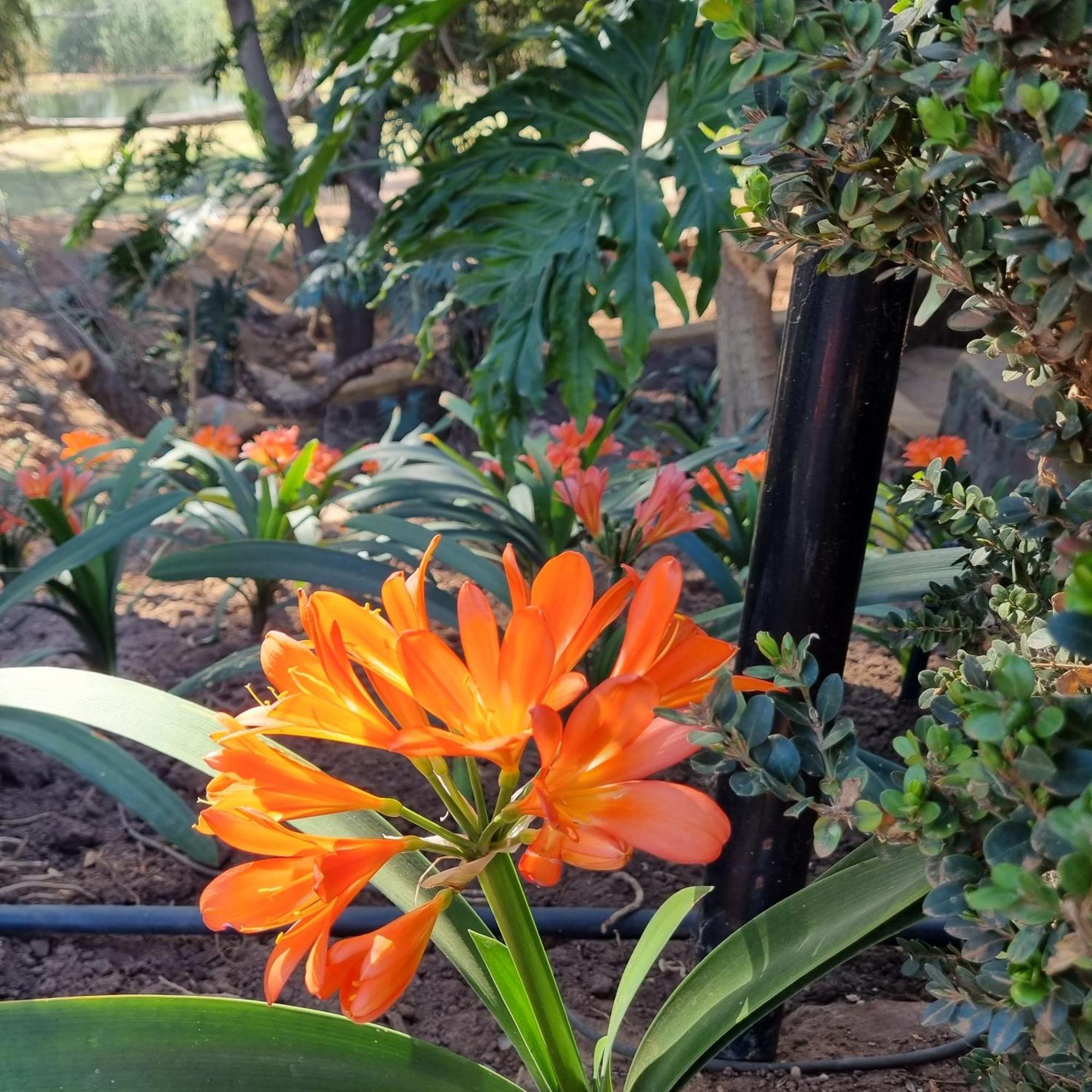 Bass Lake Country Lodge Pretoria-Noord Esterno foto